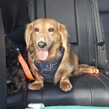 Entry image for Frankie 
