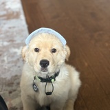 Entry image for Winnie