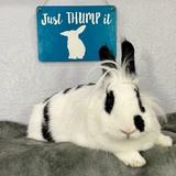Entry image for The Honorable Ruth Bader Ginsbun