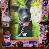 Entry image for Stella