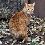 Entry image for Nacho