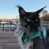 Entry image for Gizmo