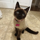 Entry image for Zoboomafoo (ZuZu)