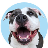 Entry image for Sweetpea
