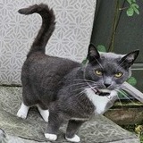 Entry image for Socks