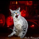 Entry image for Snowie 
