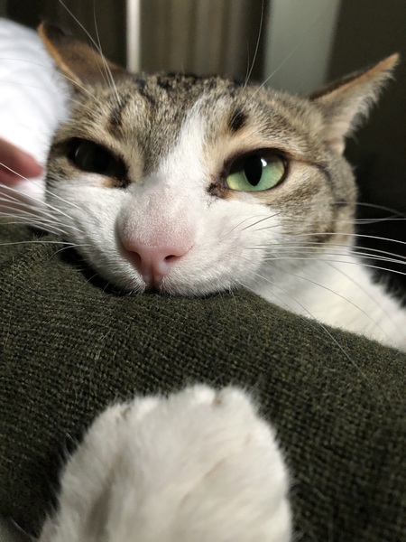 Entry image for Pookie. Clicking this image will show a larger photo