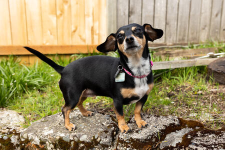 Entry image for Pepita. Clicking this image will show a larger photo