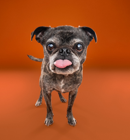 Entry image for Ollie. Clicking this image will show a larger photo