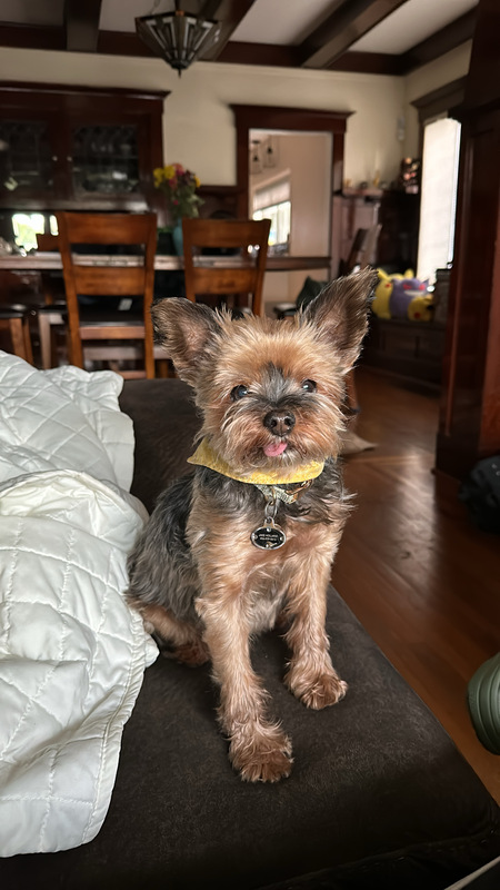 Entry image for Brodie. Clicking this image will show a larger photo