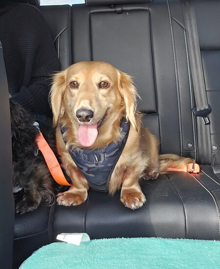Entry image for Frankie . Clicking this image will show a larger photo
