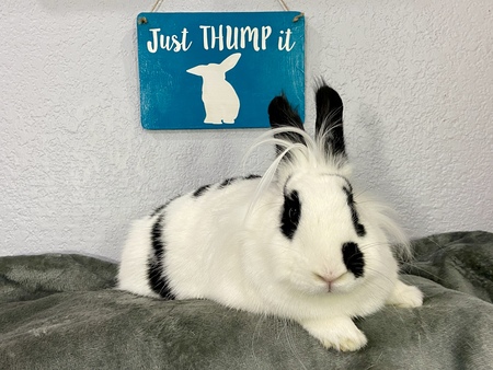 Entry image for The Honorable Ruth Bader Ginsbun. Clicking this image will show a larger photo