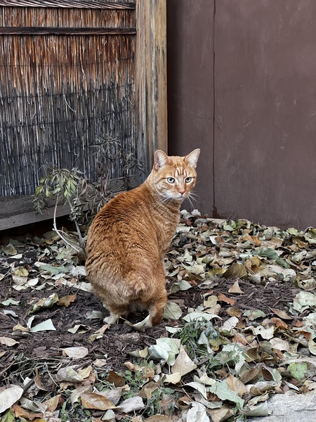 Entry image for Nacho. Clicking this image will show a larger photo