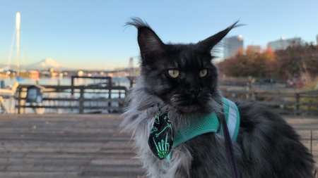 Entry image for Gizmo. Clicking this image will show a larger photo