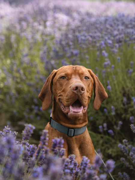 Entry image for Remy. Clicking this image will show a larger photo