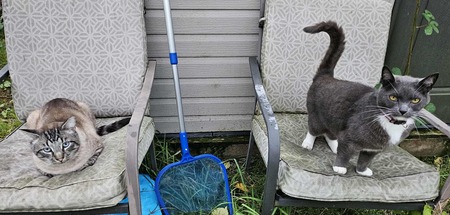 Entry image for Socks. Clicking this image will show a larger photo