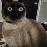 Entry image for Ladybird aka Birdie