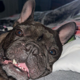 Entry image for Milo