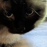 Entry image for Fluff 