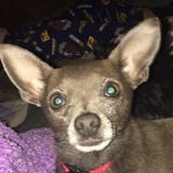 Entry image for Coco