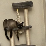 Entry image for Katniss