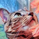 Entry image for Chance