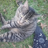 Entry image for Chibs 