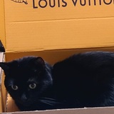 Entry image for Sookie