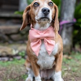 Entry image for Nora