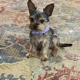 Entry image for Millie 