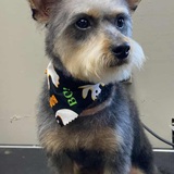 Entry image for Bodee