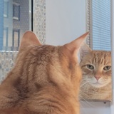 Entry image for Sonny