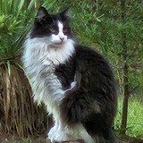 Entry image for Smokey