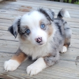 Entry image for Tator Tot