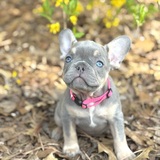 Entry image for Buttercup