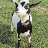 Entry image for Beju