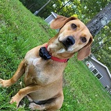 Entry image for Phoebe