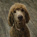 Entry image for Pepper