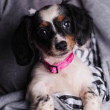 Entry image for Molly