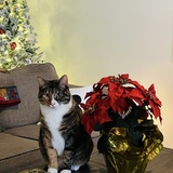 Entry image for Sophie