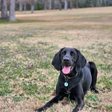 Entry image for Elvis Winget