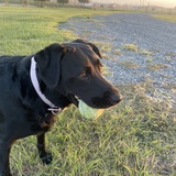 Entry image for Daisy Mae