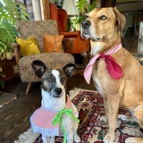 Entry image for BB & Cheeka