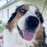 Entry image for Blu Boy