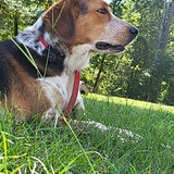 Entry image for Freckles