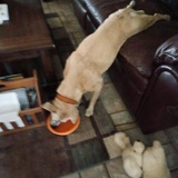 Entry image for Bonny 