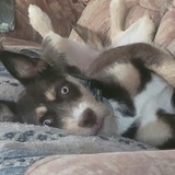 Entry image for Daisy Mae