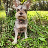 Entry image for Fancy