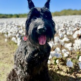 Entry image for DJANGO