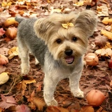 Entry image for DIXIE BELLE